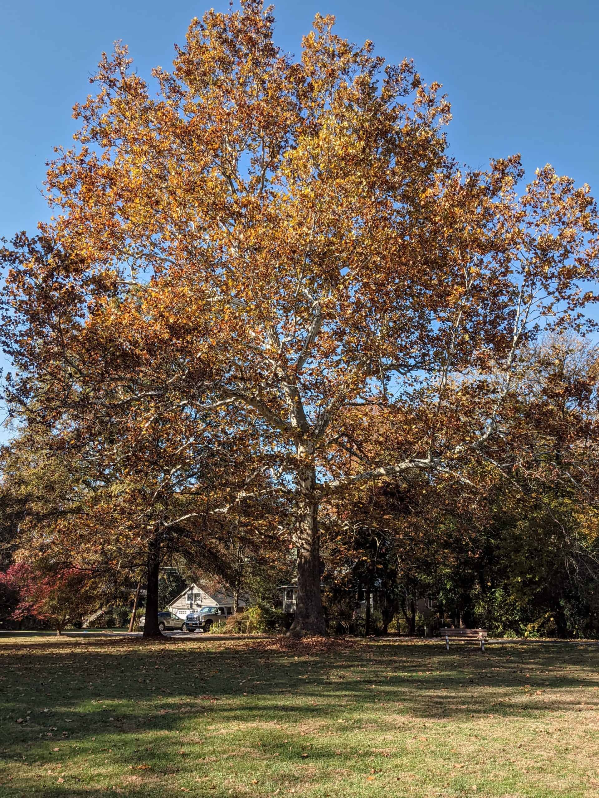 Sycamore 1 Sycamore